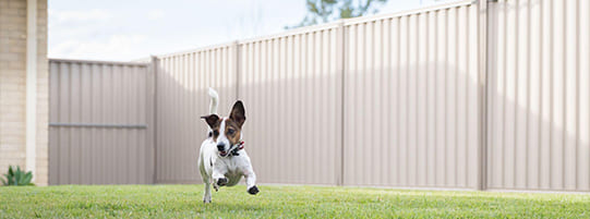 The Best Fence for Keeping Your Dog in The Yard